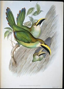 Tucano dal becco scanalato verde dorato (Aulacoramphus prasinus) da John (after) Gould