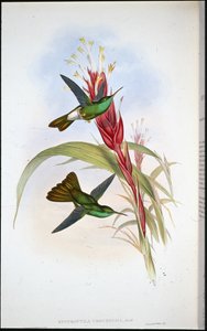 Plumeleteer dalla coda dorata (Hypuroptila Urochrysia) da John (after) Gould