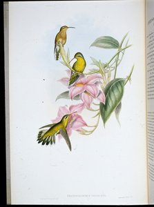 Colibrì dalla gola dorata (Chrysobronchus Viriscens) da John (after) Gould
