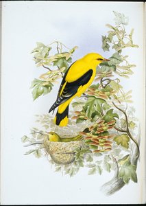 Rigogolo (Oriolus Galbula) da John (after) Gould