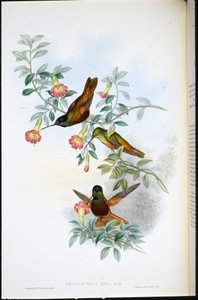 Fronte dorata (Helianthea Eos) da John (after) Gould