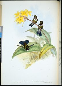 Angelo del sole con collare (Heliangelus strophianus) da John (after) Gould