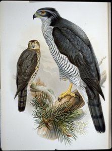 Astore (Astur Palumbarius)