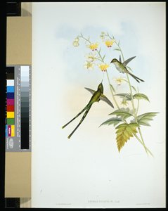 Portatore di treno aggraziato (lesbia gracilis)