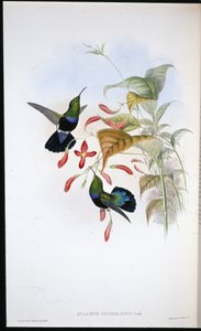 Carib dal petto verde erba (Eulampis chlorolaemus) da John (after) Gould