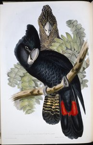 Cacatua nero dal grande becco (Calyptorhynchus macrorhynchus) da John (after) Gould