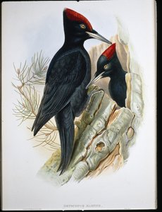 Picchio nero maggiore (Dryocopus Martius)