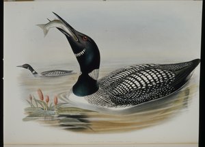 Strolaga maggiore (Colymbus Glacialis) da John (after) Gould