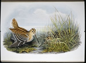 Grande beccaccino (Gallinaco Major) da John (after) Gould