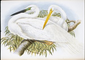 Grande airone bianco (Herodias Alba) da John (after) Gould