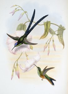 Colibrì dalla coda biforcuta grande (Hylonymphia macrocerca) da John (after) Gould
