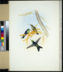 Panoplite coronato verde (thalurania verticeps) da John (after) Gould