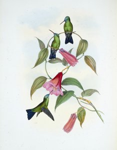 Zaffiro verde e blu (Eucephala smaragdocaerulea) da John (after) Gould