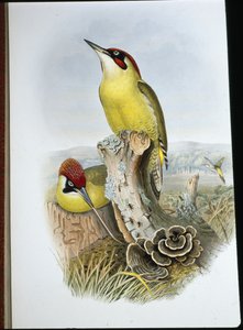 Picchio verde (Gecinus Viridis) da John (after) Gould