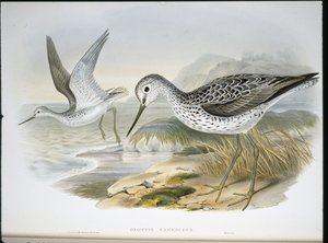 Pantana da John (after) Gould