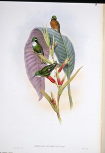 Colibrì dalla coda grigia (Oreopyra Cinereicauda)