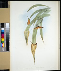 Eremita dalla gola grigia (phaethornis griseogularis) da John (after) Gould