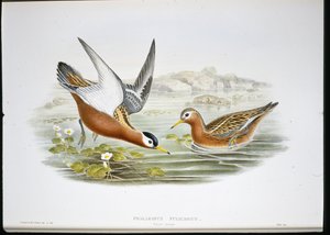 Falaropo grigio (Phalaropus Fulicarius)