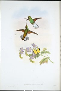 Coda striata grigia da John (after) Gould