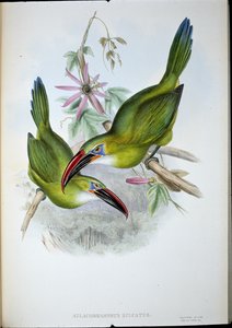 Tucano dal becco scanalato da John (after) Gould