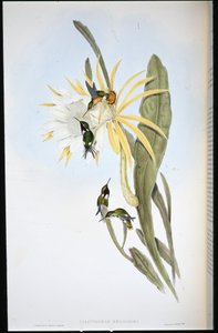 Stella del legno di Heliodore da John (after) Gould