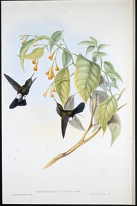 Zampalarga grigia (Eriocnemis Lugens) da John (after) Gould