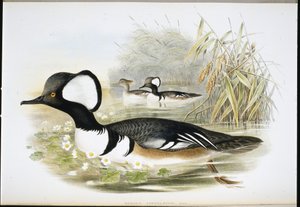 Smergo cappuccio (Mergus cucullatus) da John (after) Gould