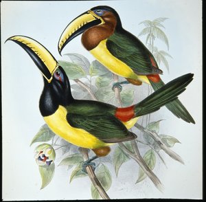 Aracari di Humboldt (Pteroglossus Humboldti) da John (after) Gould