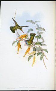 Colibrì di Humboldt (Chrysuronia Humboldti) da John (after) Gould