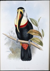 Tucano inca (Ramphastos inica) da John (after) Gould