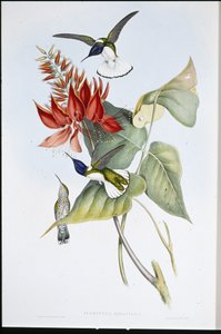 Giacobino (Florisuga mellivora) da John (after) Gould