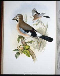 Ghiandaia (Garrulus Glandarius) da John (after) Gould