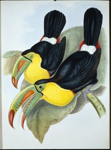 Tucano dal becco a chiglia (Ramphastos Carinatus)