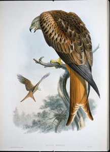 Nibbio reale (Milvus Regalis) da John (after) Gould