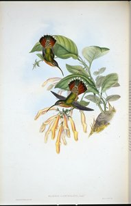 Eremita lanceolato (Glaucis Lanceolata) da John (after) Gould