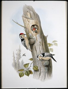 Picchio rosso minore (Picus Minor) da John (after) Gould