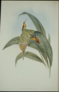 Eremita piccolo (Phaethornis eremita)