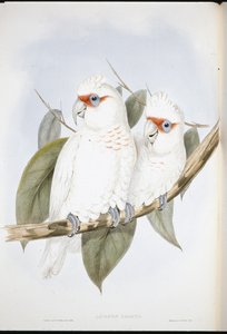 Cacatua dal becco lungo da John (after) Gould