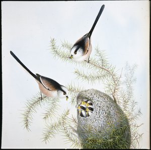 Cincia dalla coda lunga (Mecistura Caudata)