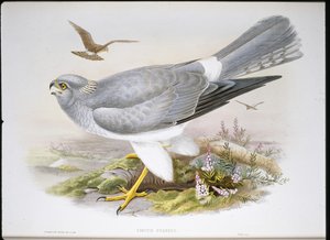 Falco di palude (Circus Aeruginosus) da John (after) Gould