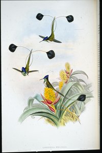 Colibrì meraviglioso (Loddigesia Mirabilis) da John (after) Gould