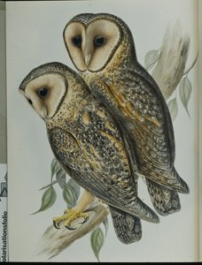 Barbagianni mascherato (Strix Personata) da John (after) Gould