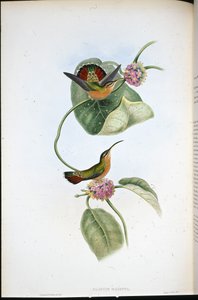 Eremita di Mazeppa (Glaucis Mazeppa) da John (after) Gould