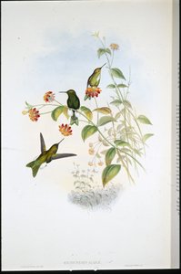Zampa soffice metallica (Eriocnemis Alinae) da John (after) Gould