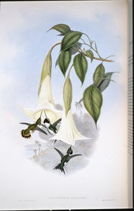 Stella del legno di Mulsant da John (after) Gould