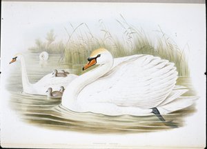Cigno muto (Cygnus Olor) da John (after) Gould
