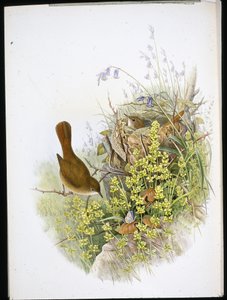 Usignolo