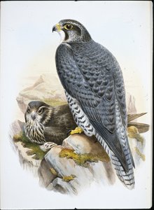 Falco norvegese o girfalco (Falco Gyrfalco)