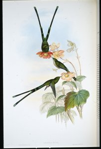 Nouna-koali (Lesbia Nuna) da John (after) Gould