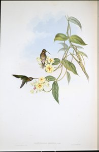 Eremita oscuro